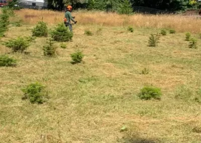 Trusted Lawn Care Service