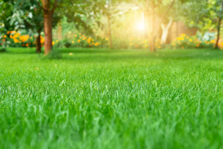 Common Lawn Problems And How Care Services Address Them Bremerton, WA Common Lawn Problems And How Care Services Address Them Bremerton, WA