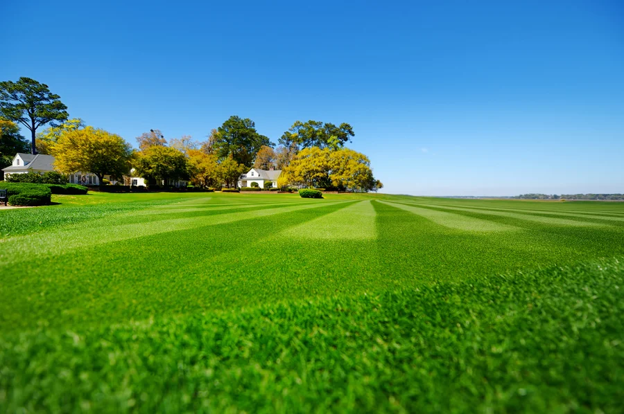 Common Lawn Problems And How Care Services Address Them in Bremerton, WA Common Lawn Problems And How Care Services Address Them in Bremerton, WA