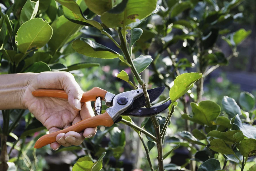How Tree Pruning Helps Shape Stronger And Healthier Trees Bremerton, WA How Tree Pruning Helps Shape Stronger And Healthier Trees Bremerton, WA