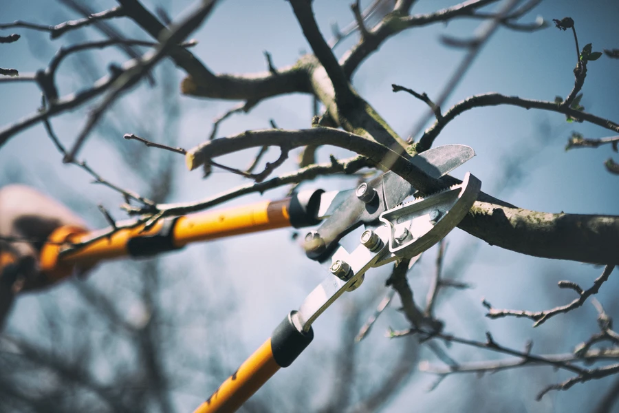 How Tree Pruning Helps Shape Stronger And Healthier Trees in Bremerton, WA How Tree Pruning Helps Shape Stronger And Healthier Trees in Bremerton, WA