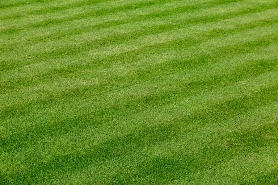 Integrating Pest Control Into Your Lawn Care Routine Bremerton, WA Integrating Pest Control Into Your Lawn Care Routine Bremerton, WA