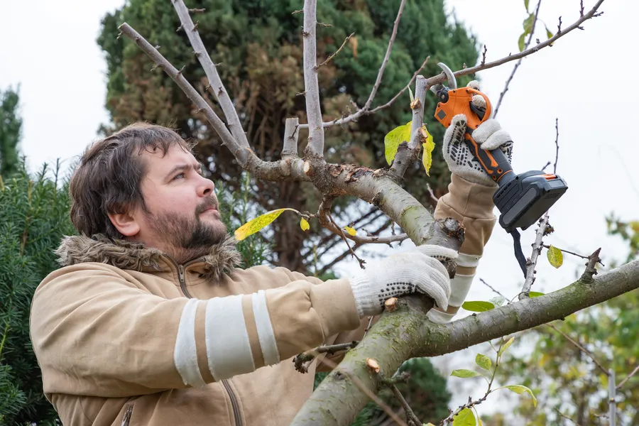 Local Tree Pruning Service Bremerton, WA Local Tree Pruning Service Bremerton, WA