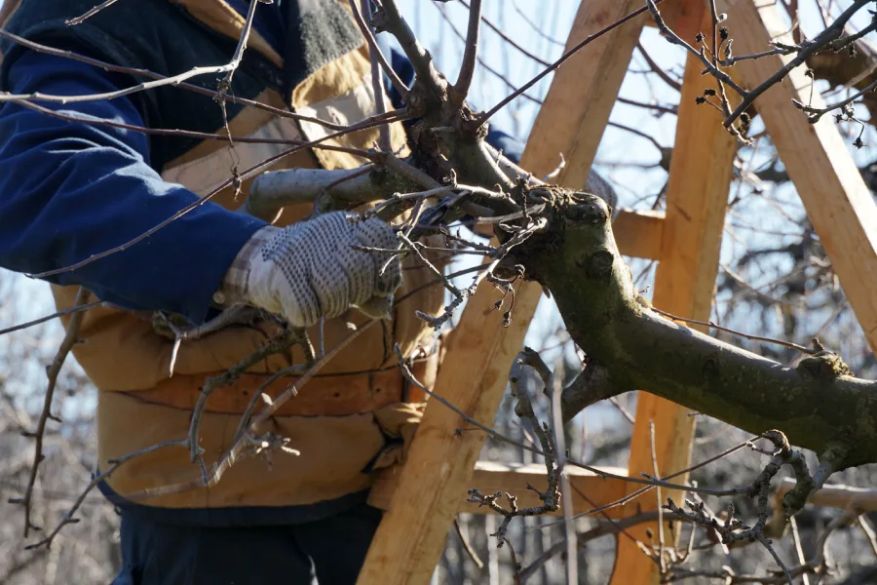 Expert Tree Pruning Service Bremerton, WA 98337