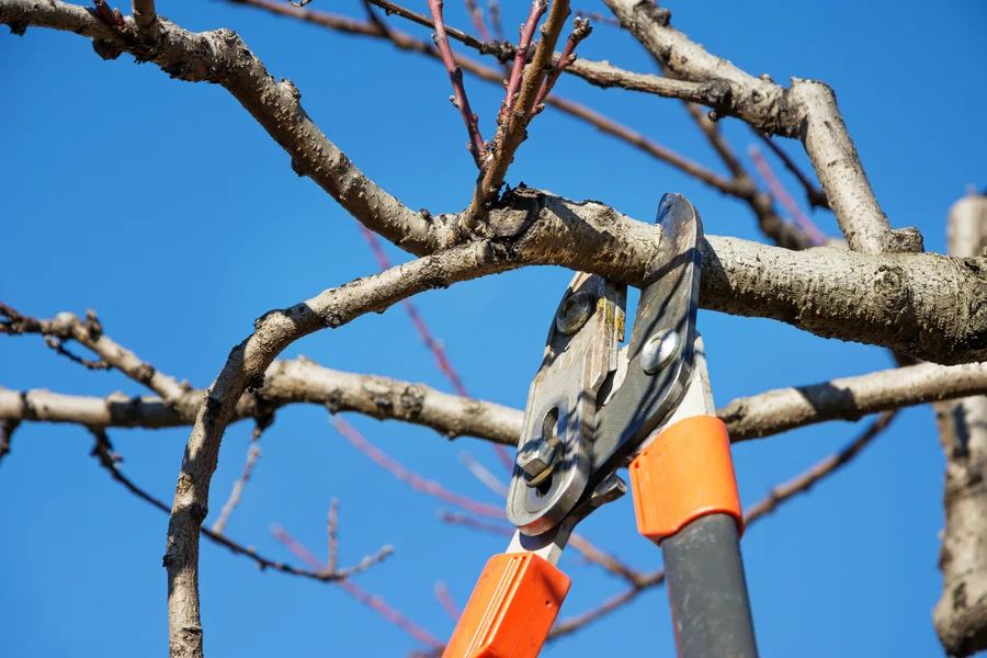 How Pruning Enhances Sunlight And Airflow For Trees Bremerton, WA 98337