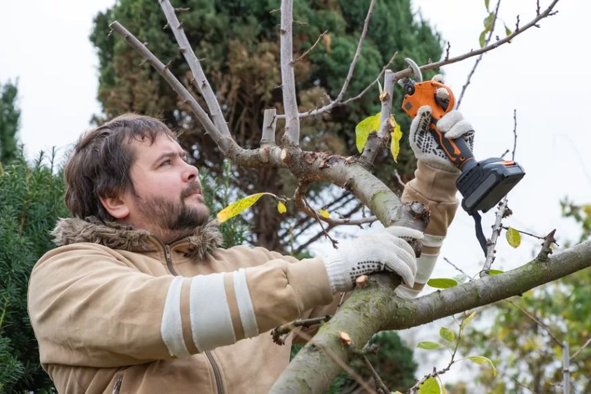 Local Tree Pruning Service Bremerton, WA 98337