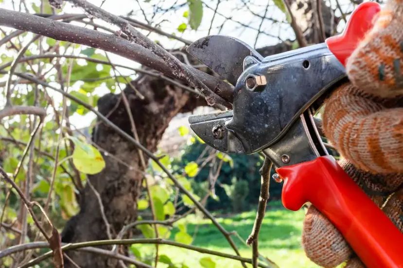 Reliable Tree Pruning Service Bremerton, WA 98337