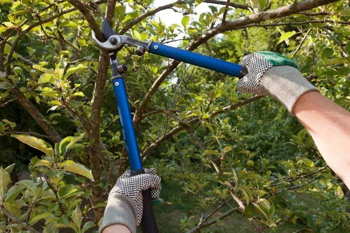 Tree Pruning Service